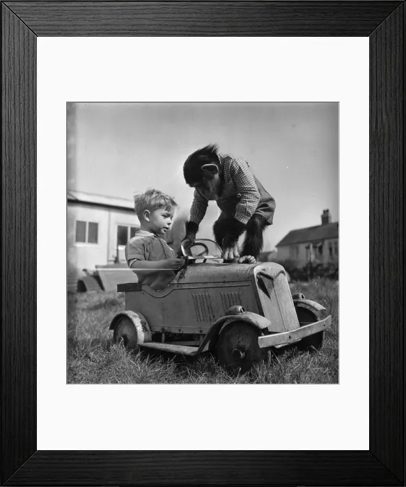 Framed Print : Monkey Business Framed Print : Monkey Business