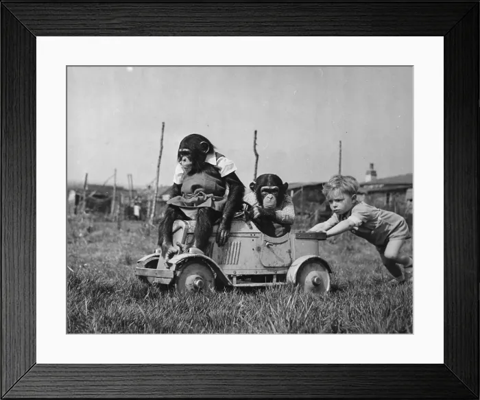 Framed Print : Essex Chimps Framed Print : Essex Chimps