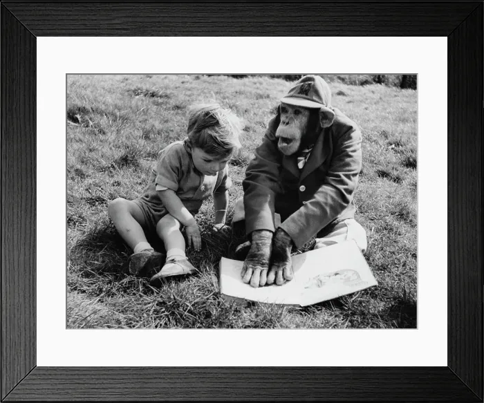 Framed Print : Marquis The Chimp Framed Print : Marquis The Chimp