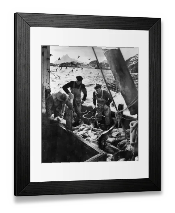 Framed Print : Fish Gutting Framed Print : Fish Gutting