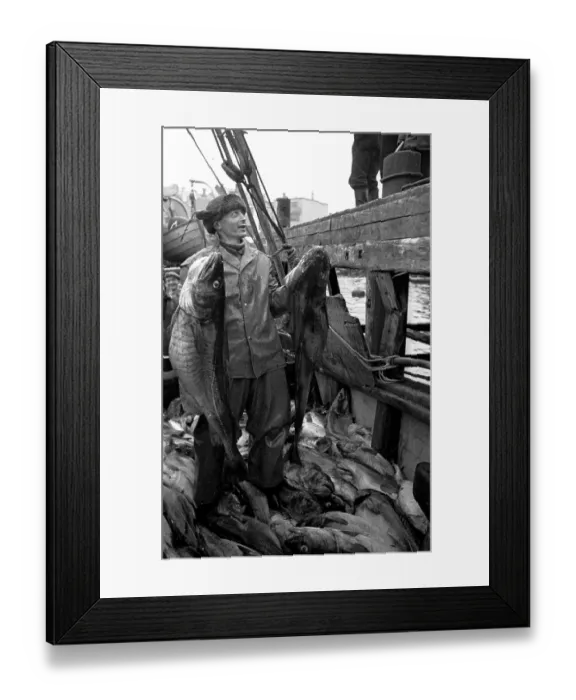Framed Print : Codfish Haul Framed Print : Codfish Haul