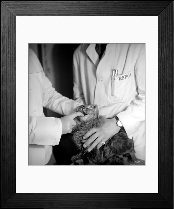 Framed Print : Pet Treatment Framed Print : Pet Treatment