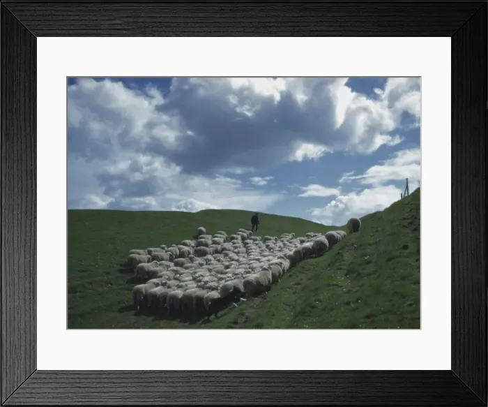 Framed Print : A Flock Of Sheep Framed Print : A Flock Of Sheep