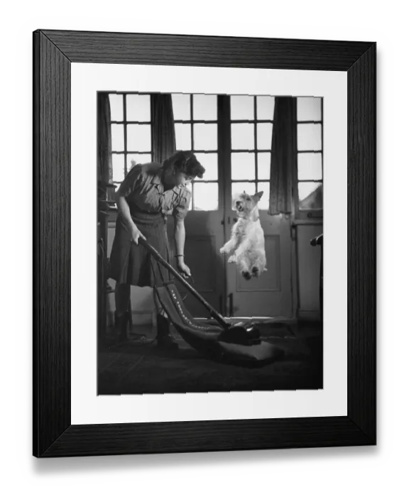 Framed Print : Vacuum Dog Jump Framed Print : Vacuum Dog Jump