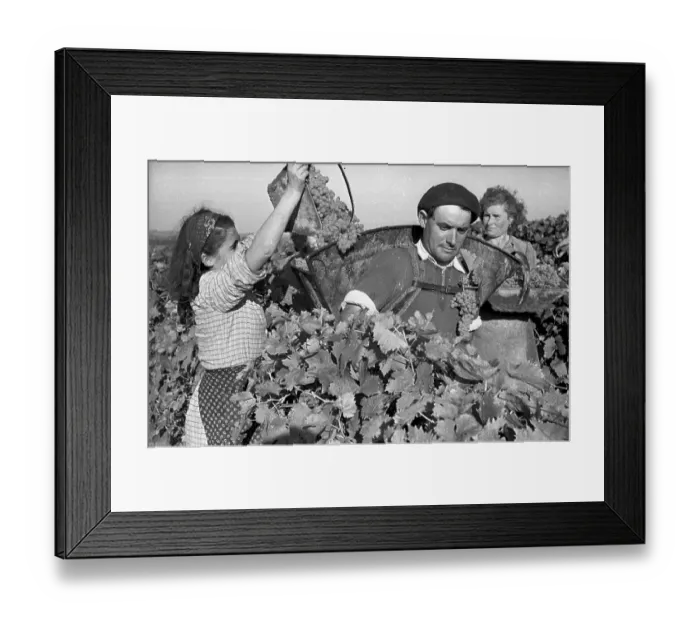 Framed Print : Charente Harvest Framed Print : Charente Harvest