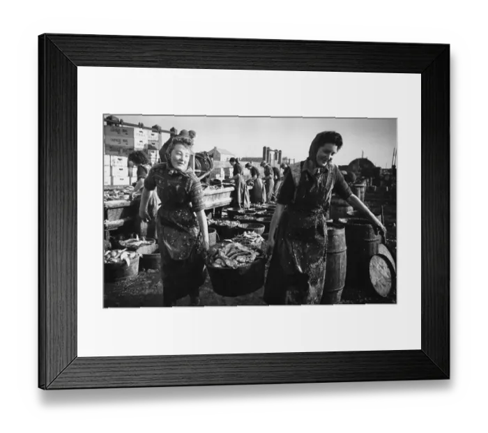Framed Print : Herring Catch Framed Print : Herring Catch