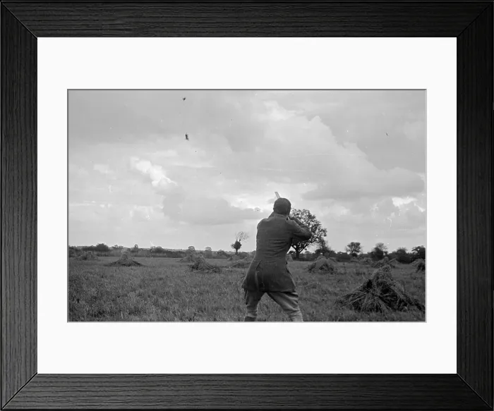 Framed Print : First Bird Down Framed Print : First Bird Down