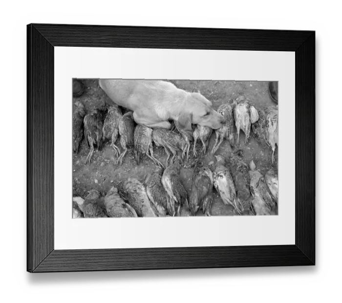 Framed Print : Sleeping On The Dead Framed Print : Sleeping On The Dead