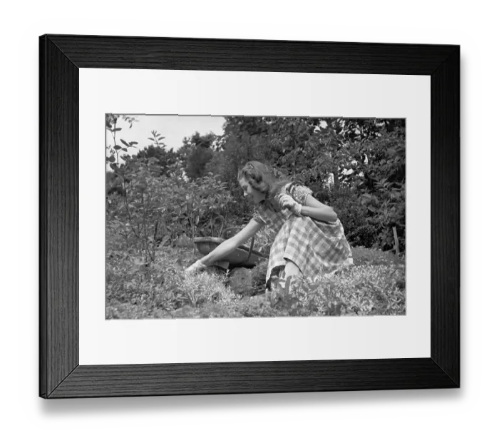 Framed Print : Gardening. 2nd October 1948: For the tenth anniversary of Picture Post Framed Print : Gardening. 2nd October 1948: For the tenth anniversary of Picture Post