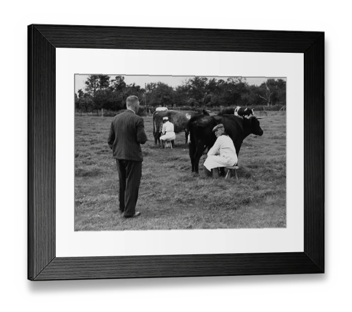Framed Print : Milking Hands Framed Print : Milking Hands