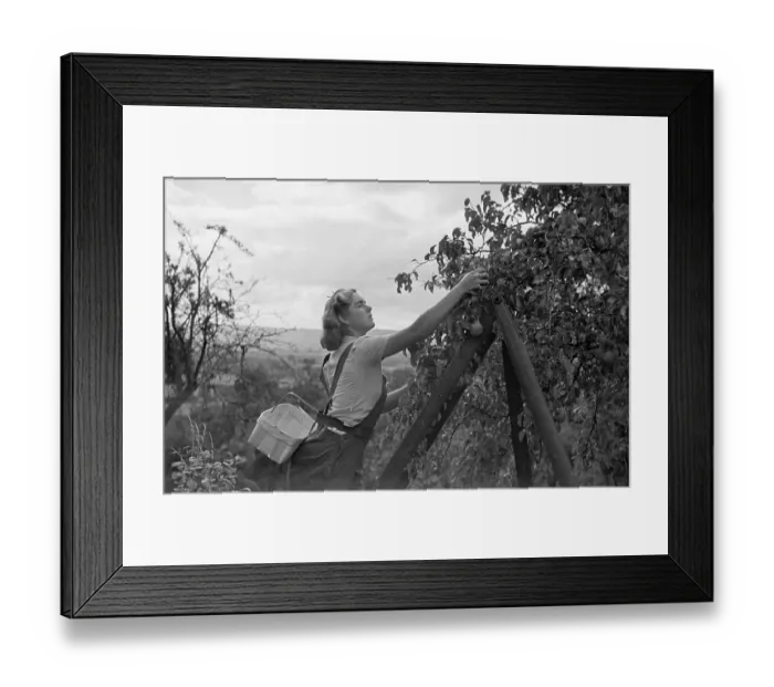 Framed Print : Picking Pears Framed Print : Picking Pears