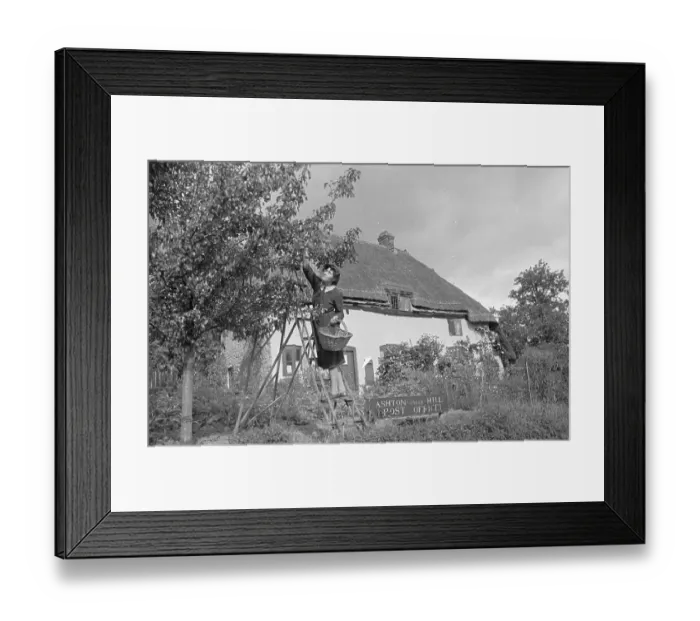 Framed Print : Fruit Picker Framed Print : Fruit Picker
