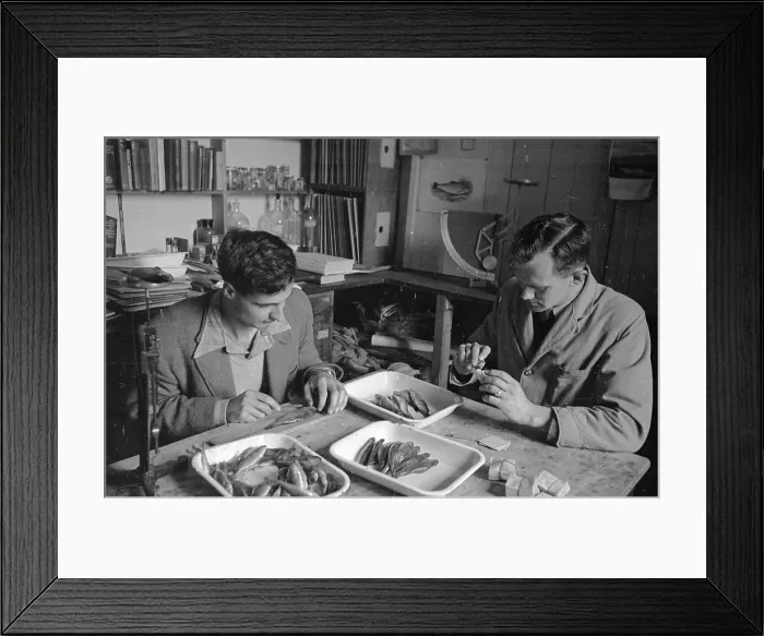 Framed Print : Dissecting Fish Framed Print : Dissecting Fish