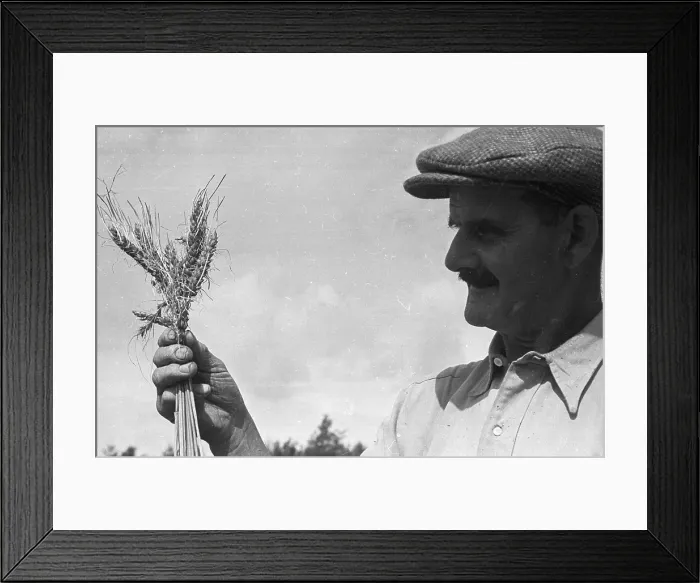 Framed Print : Cream Of The Crop Framed Print : Cream Of The Crop
