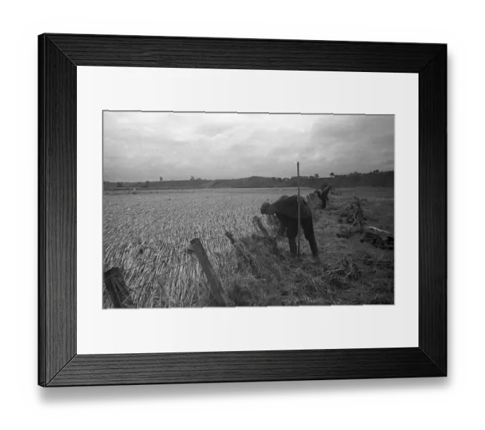 Framed Print : Clearing Fences Framed Print : Clearing Fences