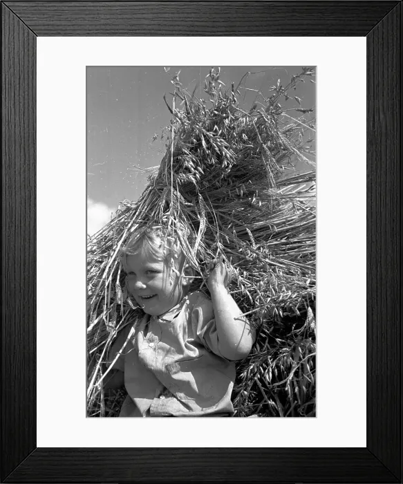 Framed Print : Harvest Fun Framed Print : Harvest Fun