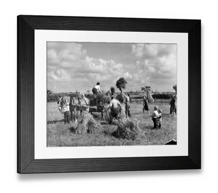Framed Print : Harvest Time Framed Print : Harvest Time