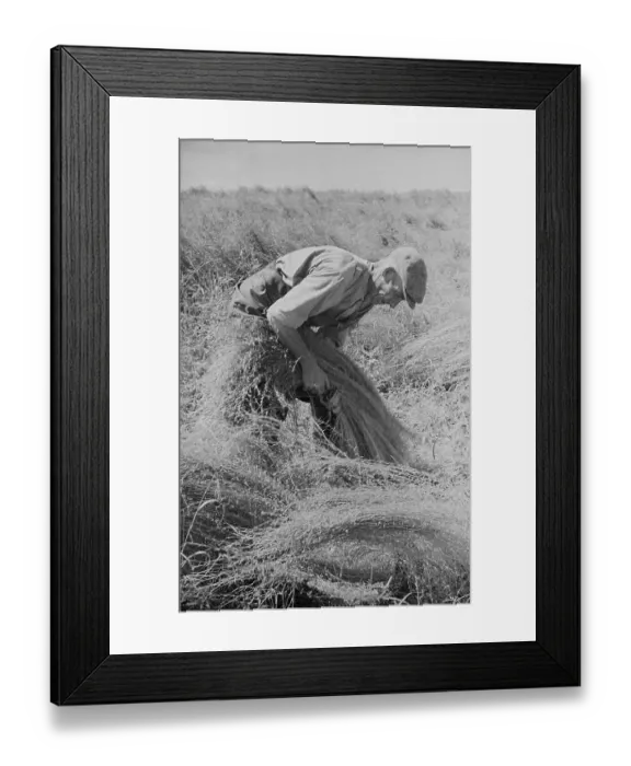 Framed Print : Flax Harvest Framed Print : Flax Harvest