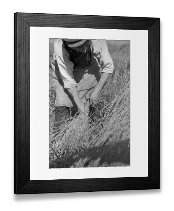 Framed Print : Flax Harvest Framed Print : Flax Harvest