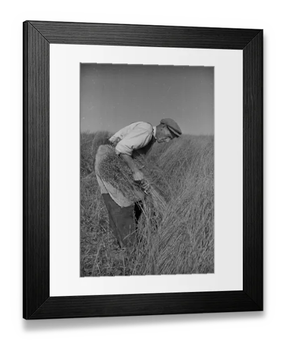 Framed Print : Flax Harvest Framed Print : Flax Harvest