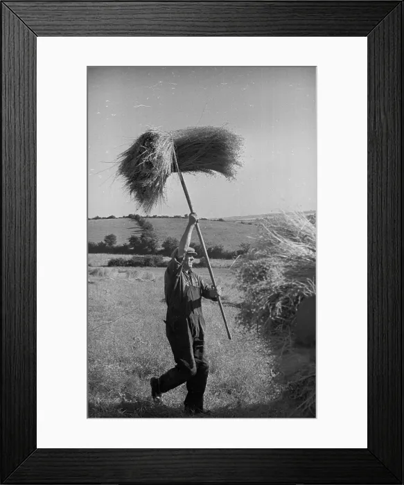 Framed Print : Pitchforking Framed Print : Pitchforking