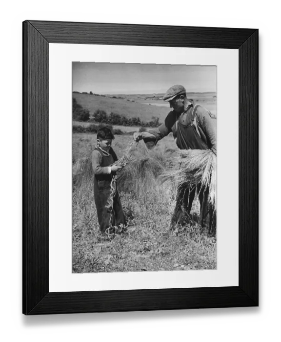 Framed Print : Flax Pulling Framed Print : Flax Pulling