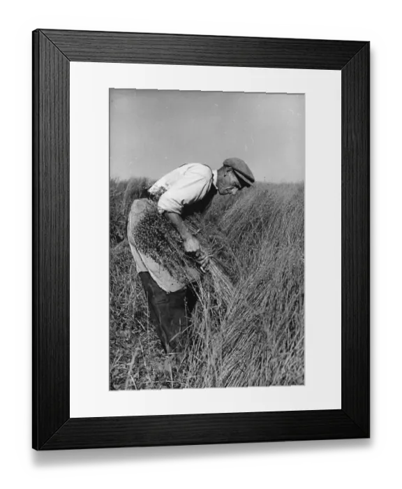 Framed Print : Flax Harvest Framed Print : Flax Harvest