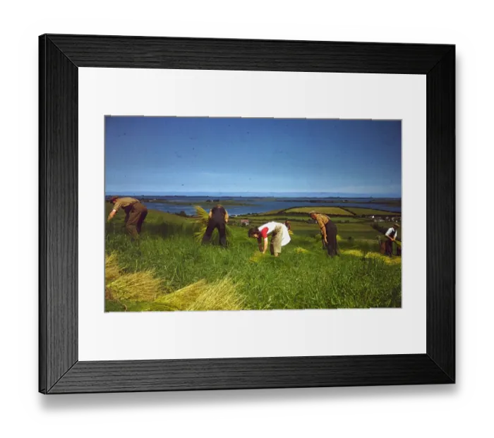 Framed Print : Gathering Flax Framed Print : Gathering Flax