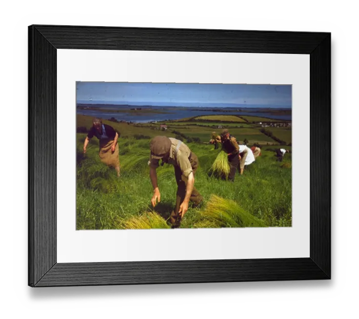 Framed Print : Harvesting Flax Framed Print : Harvesting Flax