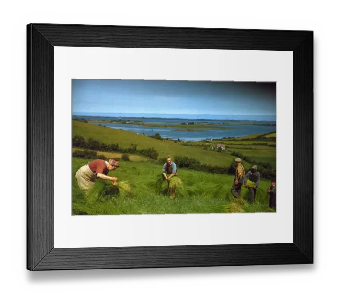 Framed Print : Flax Harvest Framed Print : Flax Harvest