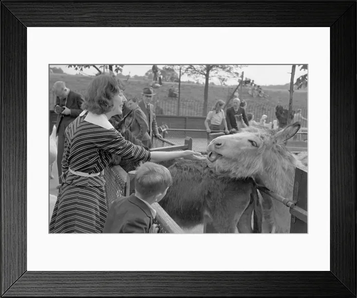 Framed Print : Meeting a Donkey Framed Print : Meeting a Donkey