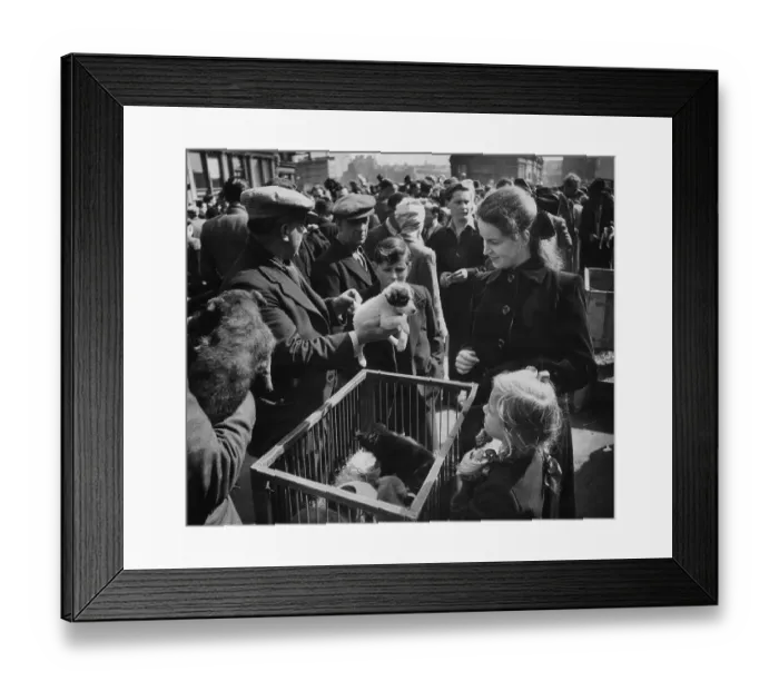 Framed Print : Pet Market Framed Print : Pet Market