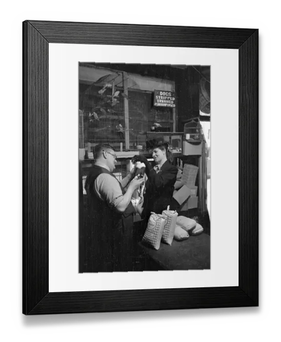Framed Print : Pet Shop Research Framed Print : Pet Shop Research