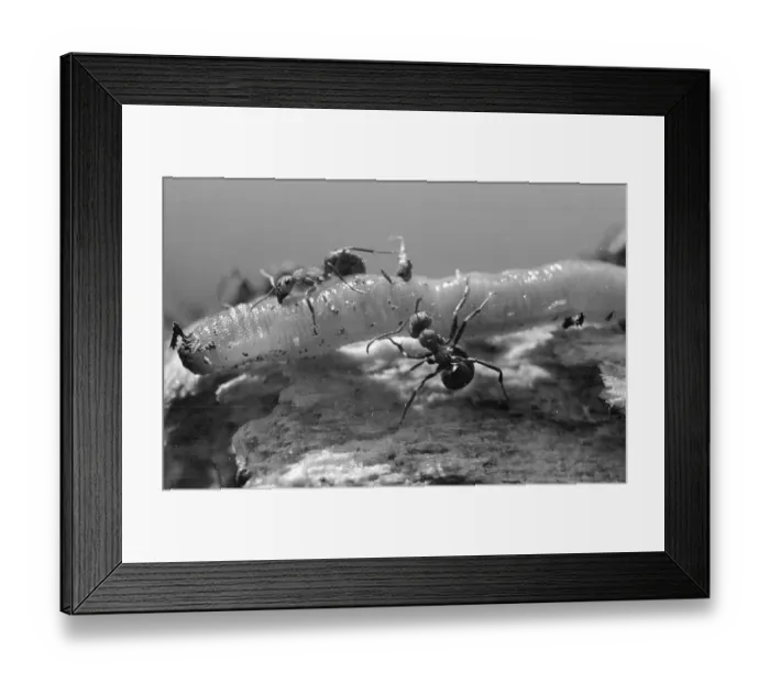 Framed Print : Killing A Worm Framed Print : Killing A Worm