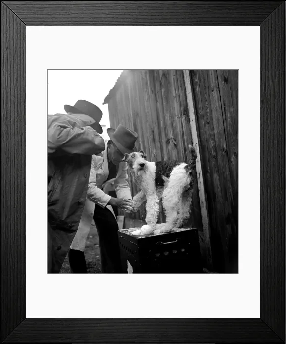 Framed Print : Final Pamper Framed Print : Final Pamper