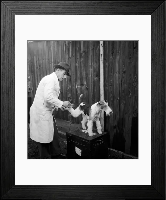 Framed Print : Dog Groom. 10th April 1948: A wire-haired fox terrier being given a final Framed Print : Dog Groom. 10th April 1948: A wire-haired fox terrier being given a final