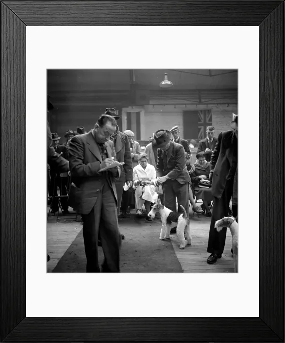 Framed Print : Dog Show. 10th April 1948: A wire-haired fox terrier being shown at a dog show Framed Print : Dog Show. 10th April 1948: A wire-haired fox terrier being shown at a dog show