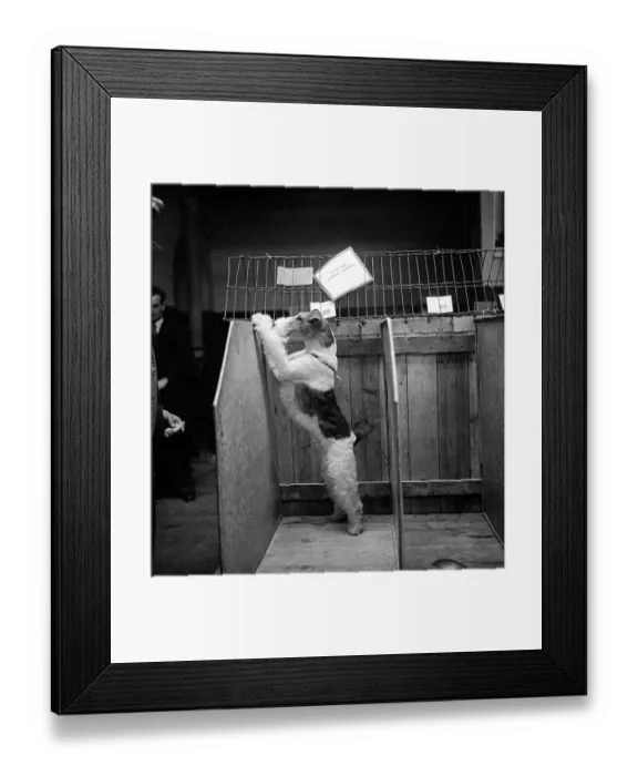 Framed Print : Dog Peek. 10th April 1948: A wire-haired fox terrier taking a peek over his kennel wall Framed Print : Dog Peek. 10th April 1948: A wire-haired fox terrier taking a peek over his kennel wall