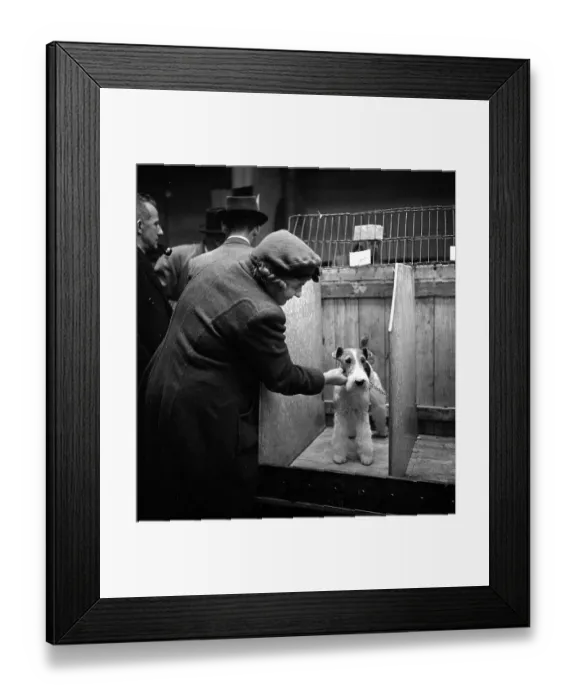 Framed Print : Terrier Admiration Framed Print : Terrier Admiration