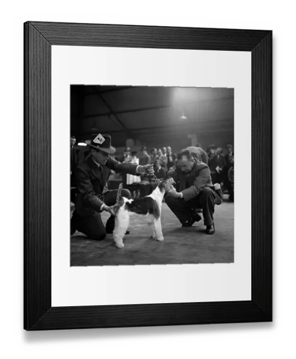 Framed Print : Show Judging Framed Print : Show Judging