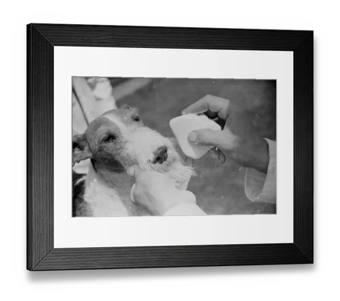 Framed Print : Whisker Chalking Framed Print : Whisker Chalking