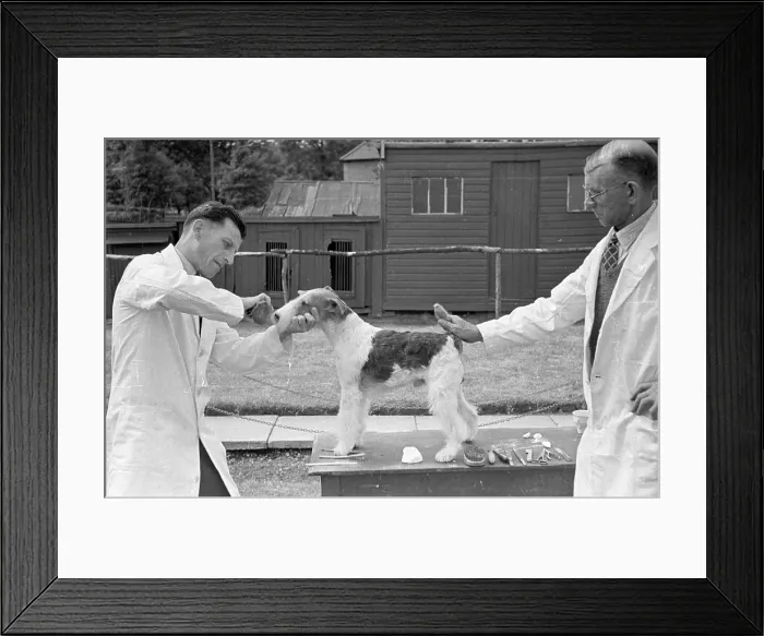Framed Print : Dog Grooming Framed Print : Dog Grooming