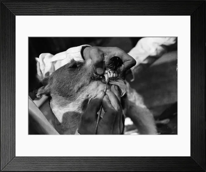 Framed Print : Dog Teeth. 10th April 1948: A close-up of a wire-haired fox terrier dog Framed Print : Dog Teeth. 10th April 1948: A close-up of a wire-haired fox terrier dog