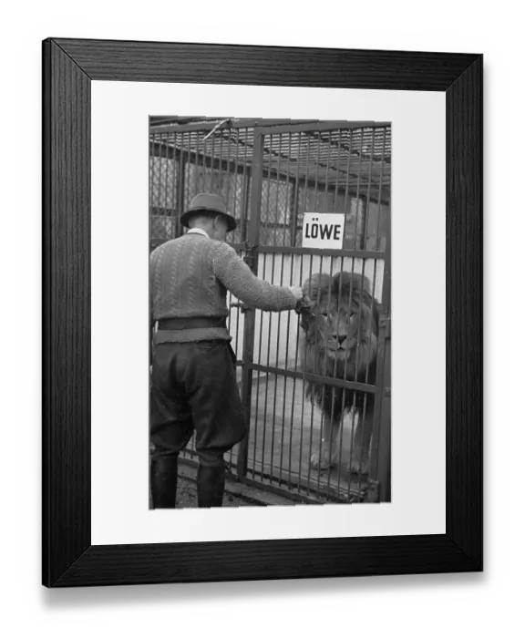 Framed Print : Caged Lion Framed Print : Caged Lion
