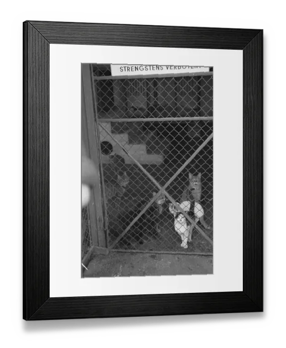 Framed Print : Cat Cage. 21st February 1948: Stray cats at the Vienna Society for the Framed Print : Cat Cage. 21st February 1948: Stray cats at the Vienna Society for the