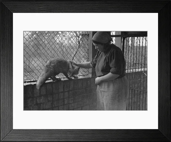 Framed Print : Viennese Fox
