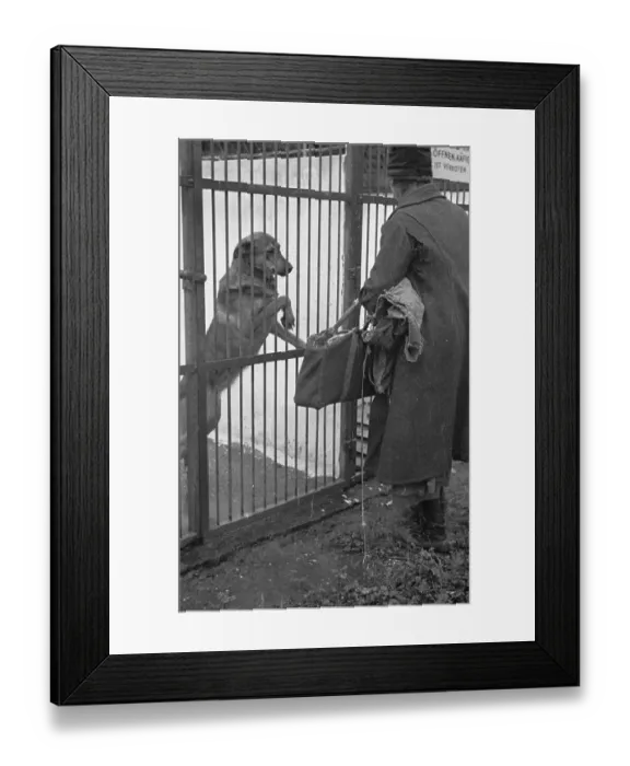 Framed Print : Dog Watch. 21st February 1948: A visitor to the Vienna Society for the Framed Print : Dog Watch. 21st February 1948: A visitor to the Vienna Society for the
