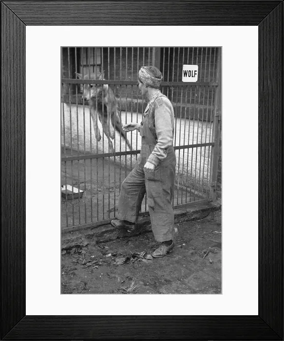 Framed Print : Wolf At The Zoo Framed Print : Wolf At The Zoo