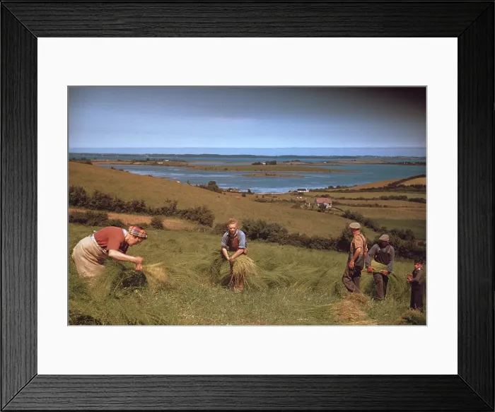 Framed Print : Flax Harvest Framed Print : Flax Harvest