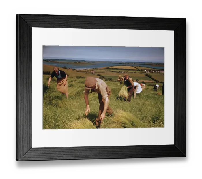 Framed Print : Flax Harvest Framed Print : Flax Harvest